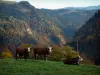 Alpenkühe - Alm des Massivs Aravis mit Abondance-Kühen mit Kuhglocken, Bäume mit Farben des Herbstes und Berge bedeckt mit Wald im Hintergrund