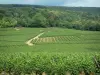 The Alsace Wine Route - Wine Trail: Vineyards and forest in background