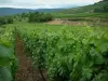The Alsace Wine Route - Wine Trail: Vineyards, trees and hills far off