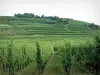 The Alsace Wine Route - Wine Trail: Vineyards and trees in background