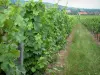 The Alsace Wine Route - Wine Trail: Road in vineyards and houses of a village in background