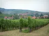 The Alsace Wine Route - Wine Trail: Vines, houses of a village and a forest in background