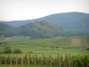 The Alsace Wine Route - Wine Trail: Vineyards and hills covered with forests