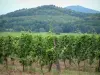 The Alsace Wine Route - Wine Trail: Vines and hills covered with forests