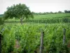 The Alsace Wine Route - Wine Trail: Vines, tree and forest in background