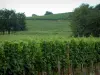 The Alsace Wine Route - Wine Trail: Vines and trees
