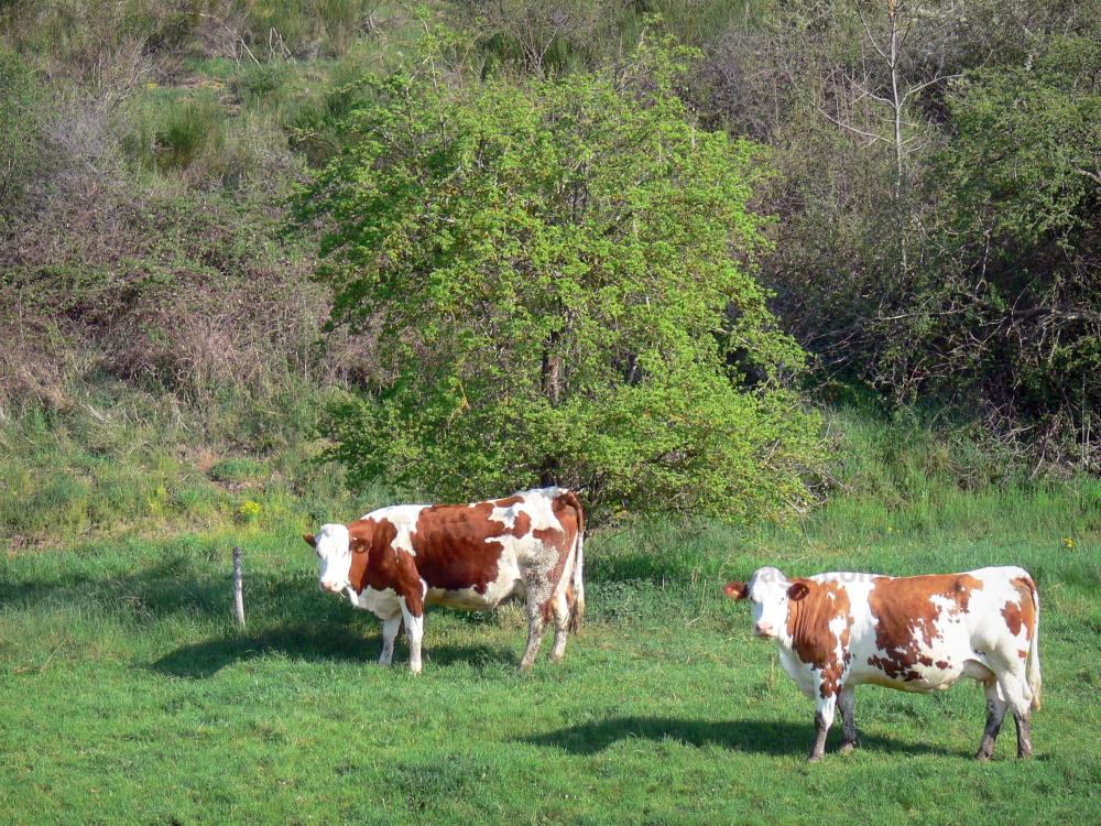 Guida dell'Alta Loira - Paesaggi dell'Alta Loira -