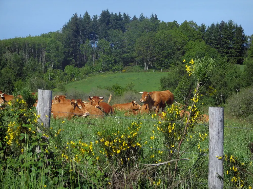 Guia do Alto-Vienne - Parque Natural Regional Périgord-Limousin - Genets em flor, cerca, vacas Limousines em um prado e árvores