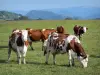 Guida dell'Alvernia-Rodano-Alpi - Parco Naturale Regionale dei Vulcani d'Alvernia - Le mucche in un prato (pascolo)