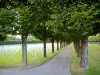 Amerikanischer Friedhof von Romagne-sous-Montfaucon - Amerikanischer Friedhof, von Bäumen gesäumte Allee