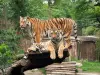 Amnéville Zoo - Tourism, holidays & weekends guide in the Moselle