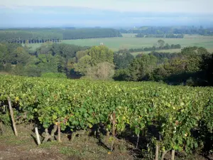 Angevin Corniche - Da cornija, vista do Vale do Loire (vinhedos da vinha Anjou, árvores e campos)