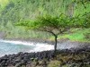 Anse des Cascades - Badamier (arbre fruitier) en premier plan, gros galets volcaniques, falaise verdoyante et océan Indien ; sur la commune de Sainte-Rose