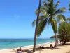Anse l'Étang - Presqu'île de la Caravelle : détente sous les cocotiers de la plage de sable blond et baignade dans les eaux turquoises de l'océan Atlantique