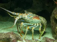 Le fouet de mer est une espèce - Aquarium de la Guadeloupe