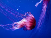 L'Aquarium de La Rochelle - Guide Tourisme & Vacances
