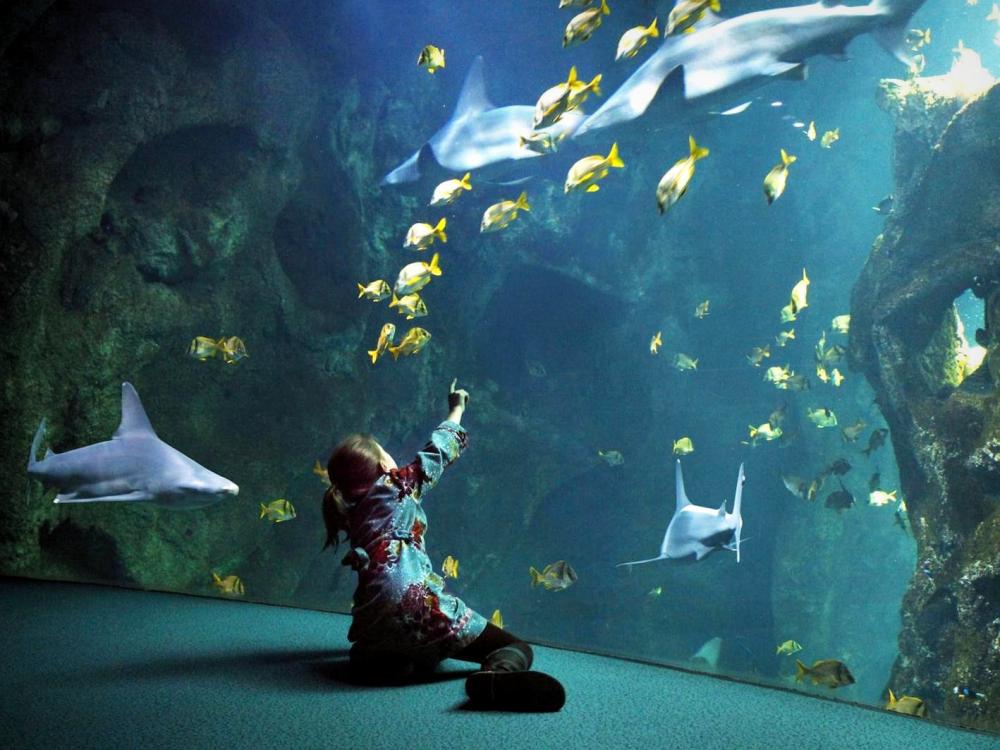 Photos L'Aquarium de La Rochelle Guide Tourisme & Vacances