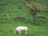 Arbailles mountains - Cow in a meadow