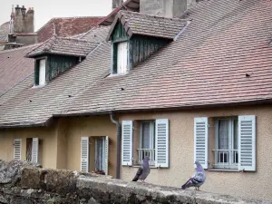 Arbois - Due piccioni su un muretto e case con abbaini