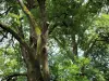 Arboretum van Versailles-Chèvreloup - Gebladerte van bomen
