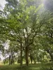 Arboretum van Versailles-Chèvreloup - Onder de bomen van het Arboretum