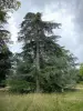 Arboretum de Versailles-Chèvreloup - Arbre de l'Arboretum
