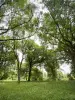 Arboretum van Versailles-Chèvreloup - Arboretum bomen