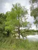 Arboretum van Versailles-Chèvreloup - Bomen aan het water