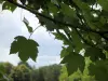 Arboretum van Versailles-Chèvreloup - Tak van een boom