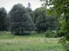 Arboretum de Versailles-Chèvreloup - Arbres de l'Arboretum