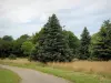 Arboretum de Versailles-Chèvreloup - Chemin traversant l'Arboretum