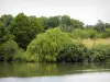 Arboretum de Versailles-Chèvreloup - Arbres au bord de l'étang