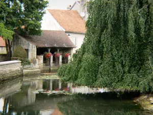 Arc-en-Barrois - Aujon rivier, wassen bloemen en bomen aan de rand van het water