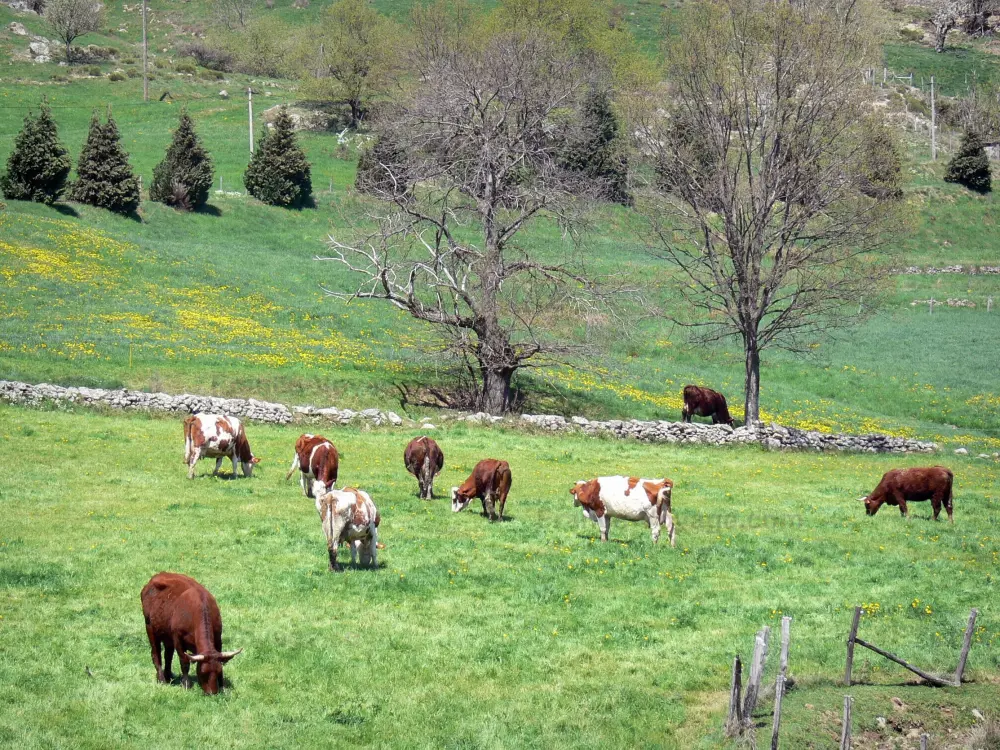 Guide of the Ardèche - Landscapes of the Ardèche - Regional Natural Park of the Ardèche Mountains: herd of cows in a blooming meadow
