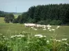 Ardennes Regional Nature Park