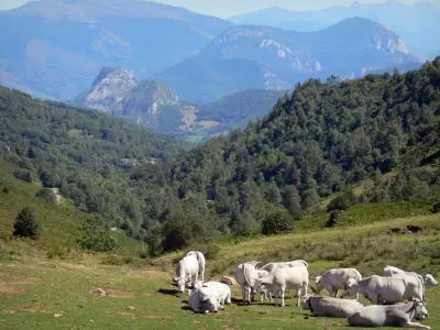 Ariège的风景