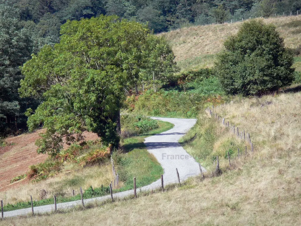 Guide of the Ariège - Plantaurel mountains - Narrow road lined with grass and trees; in the Ariège Pyrenees Regional Nature Park