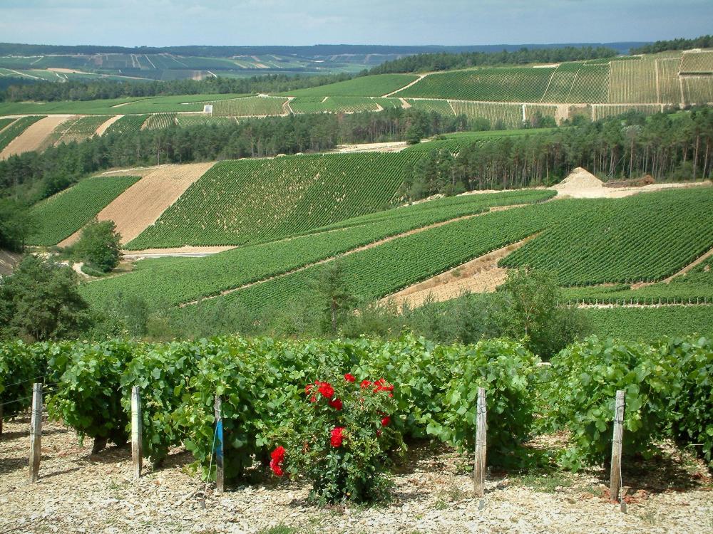Guide de l'Aube - Route du Champagne - Côte des Bar : rosier (roses rouges), vignes et collines couvertes de champs de vignes