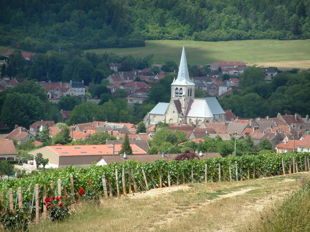 Guide de l'Aube - Les Riceys - Rosiers (roses rouges) et vignes du vignoble, bois, église et maisons du village