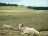 Aubrac in Aveyron - Weilanden met koeien op de voorgrond Aubrac