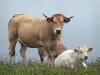 Aubrac in Aveyron - Koeien in een weide in bloei