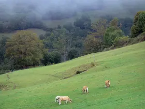 Aubrac Aveyronnais - Vaches dans un pâturage, en lisière de forêt
