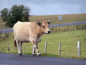 Aubrac Aveyronnais - Vache Aubrac marchant le long d'une petite route de campagne