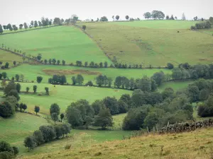 Aubrac Aveyronnais - Pâturages entourés d'arbres