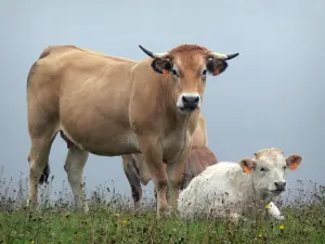 Aubrac Aveyronnais - Vaches dans une prairie en fleurs