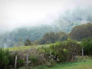 Aubrac Aveyronnais - Paysage verdoyant avec de la brume