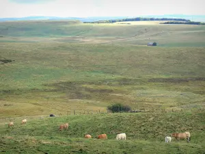 Aubrac Aveyronnais - Succession de pâturages