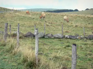Aubrac Aveyronnais - Troupeau de vaches dans un pâturage clôturé