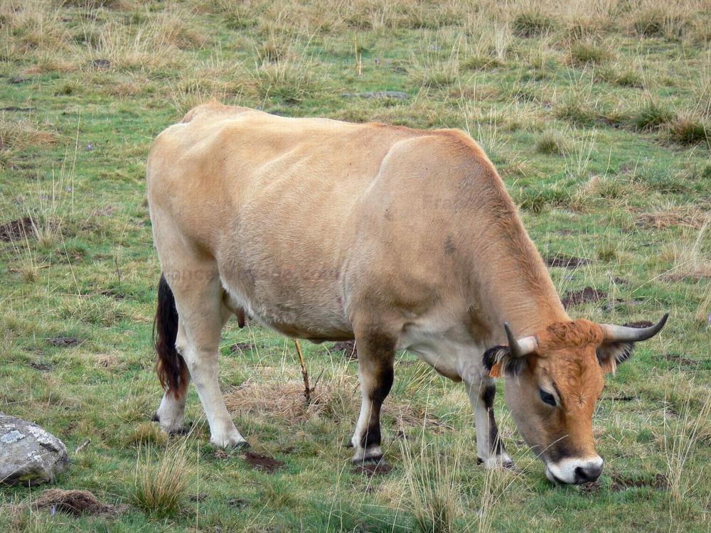 Photos Aubrac cow 4 quality highdefinition images