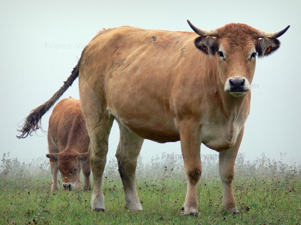 Photos Aubrac cow 4 quality highdefinition images